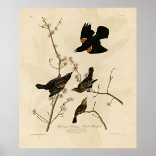 Poster Oiseau noir à ailes rouges - Oiseaux d'Amérique d'