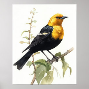 Poster Oiseau-noir à tête jaune Imprimer l'affiche