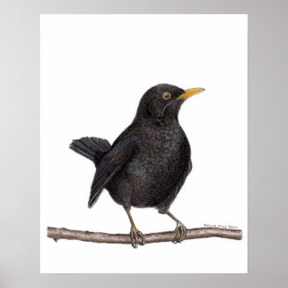 Poster Oiseau noir (Turdus Merula)