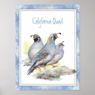 Poster Oiseau original de cailles de Californie
