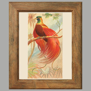 Poster Oiseau rouge du Paradis, Galerie Wall Set de 6, 1/
