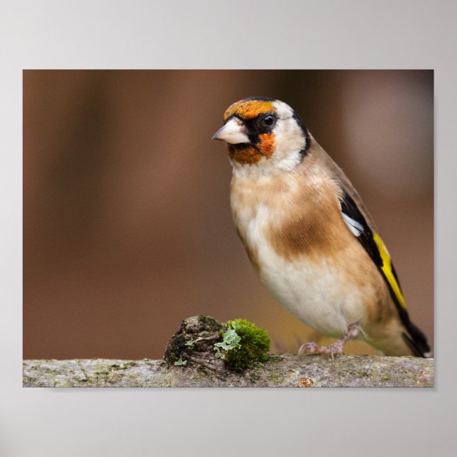 Poster Oiseau rouge européen proche (Devant)