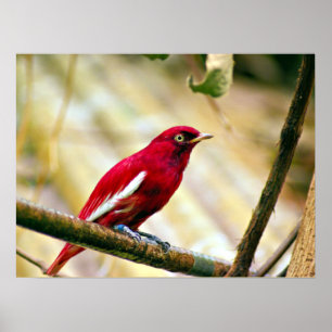Poster Oiseau rouge Pompadour Cotinga