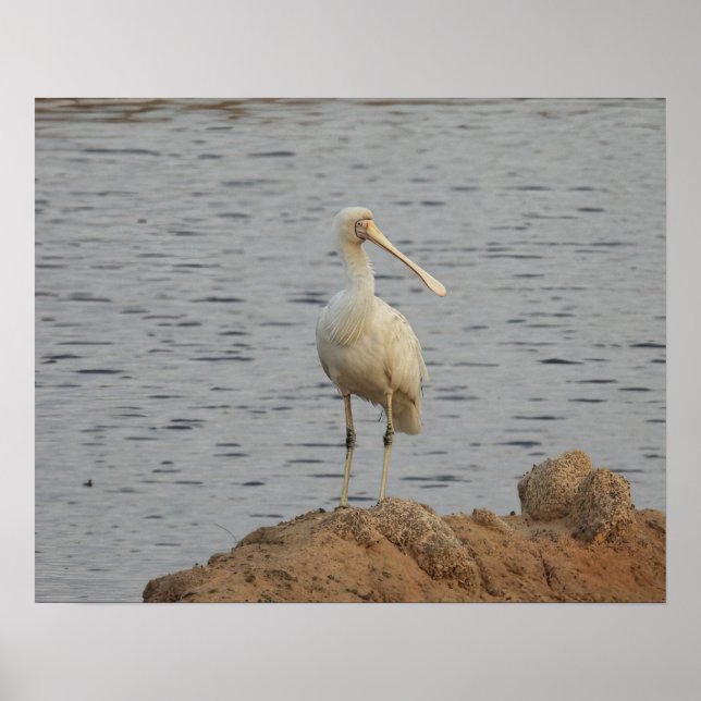 Poster Oiseau spatule (Devant)