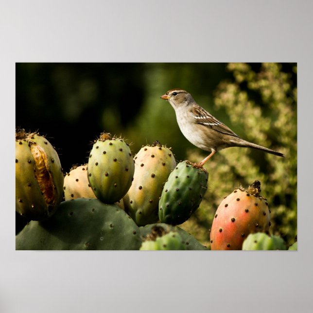 Poster Oiseau Sur Cactus (Devant)