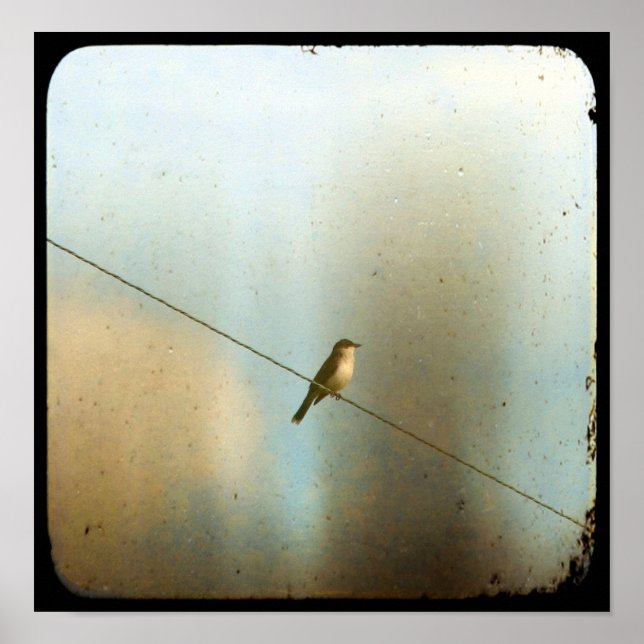 Poster Oiseau sur un fil (Devant)