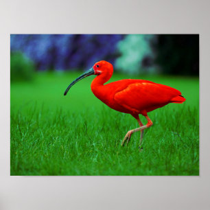 Poster Oiseau Tropical Avec Long Beak