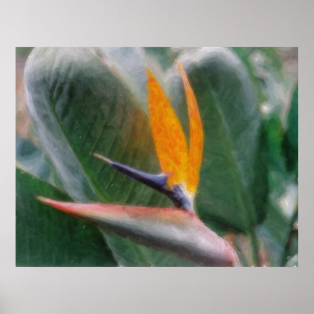 Poster Oiseau tropical hawaïen d'affiche de paradis (Devant)