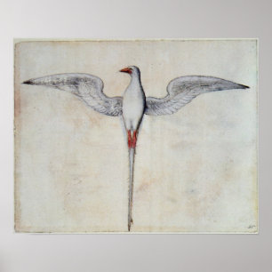 Poster Oiseau tropique