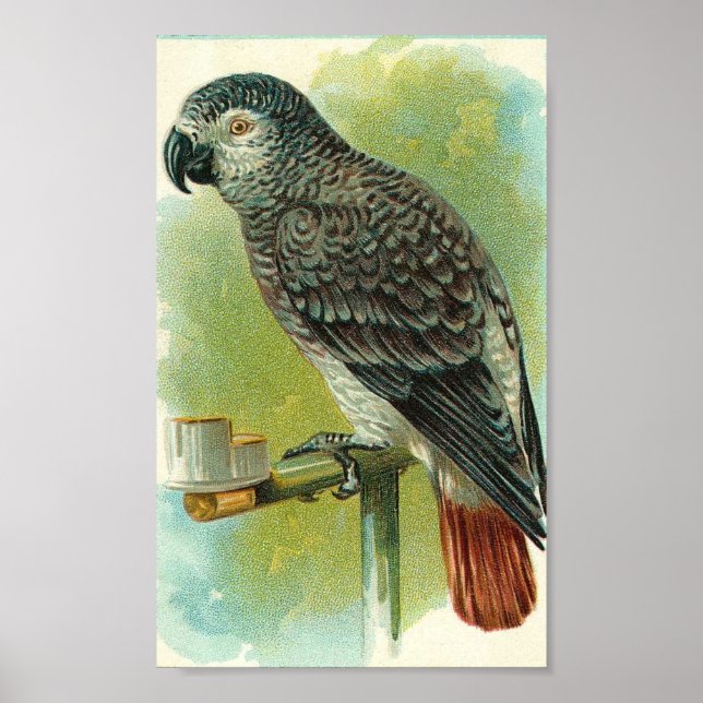 Poster Oiseau vintage (Devant)
