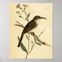 Oiseau vintage