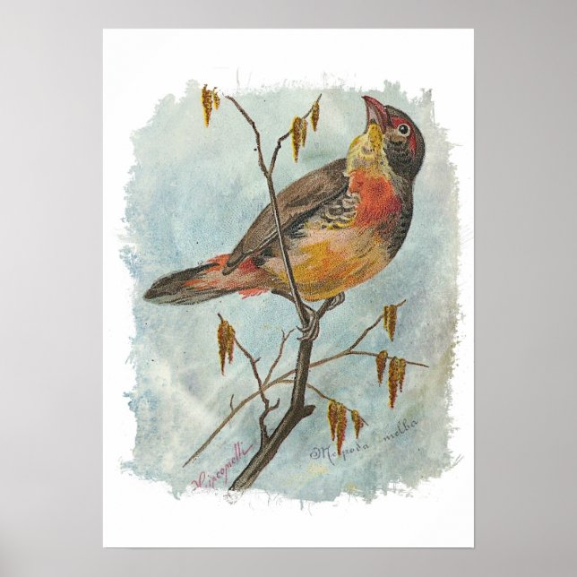 Poster Oiseau vintage (Devant)