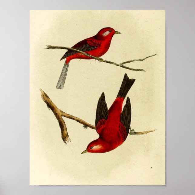 Poster Oiseau vintage (Devant)