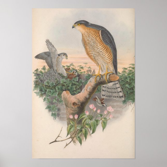 Poster Oiseau vintage de Bruant (Devant)