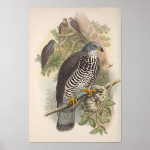Poster Oiseau vintage de buzzard de miel