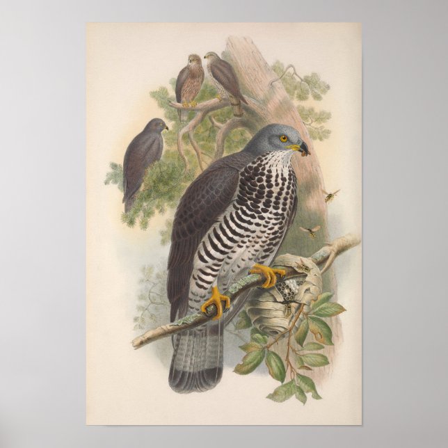 Poster Oiseau vintage de buzzard de miel (Devant)