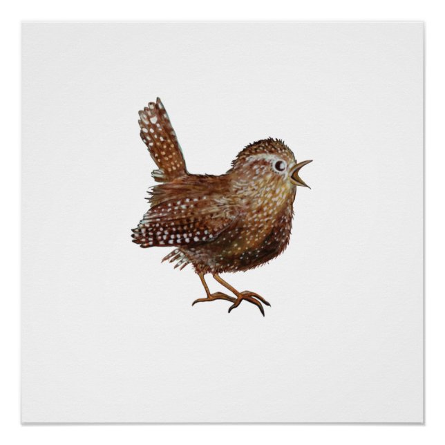 Poster Oiseau Wren (Troglodytes Troglodytes) (Devant)