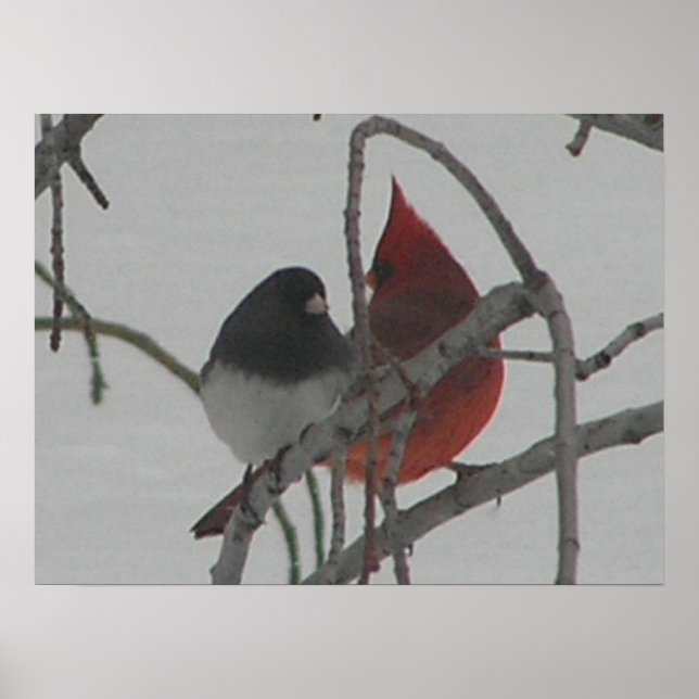 Poster Oiseaux (Devant)