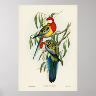 Poster Oiseaux 4