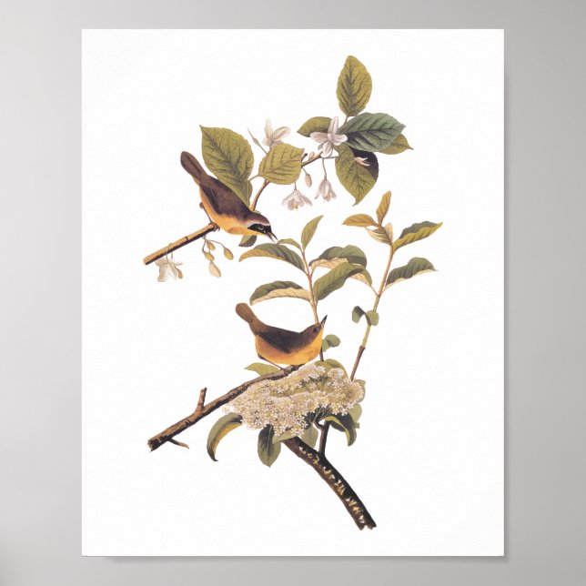 Poster Oiseaux à gorge jaune du Maryland d'Audubon avec f (Devant)