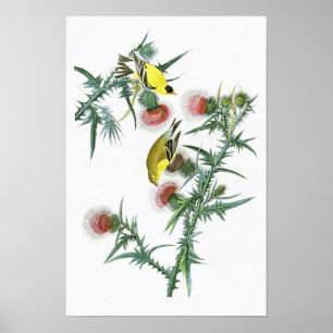 Poster Oiseaux américains de John Audubon de chardonneret