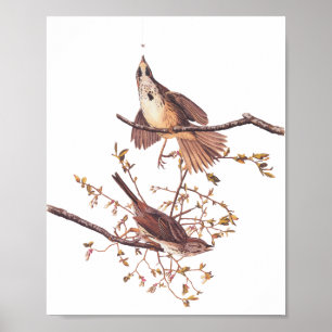 Poster Oiseaux Audubon à long Bruant avec Araignée minusc