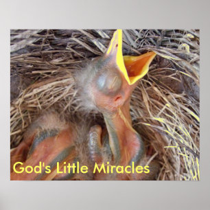 Poster oiseaux bébé - Les Petits Miracles de Dieu