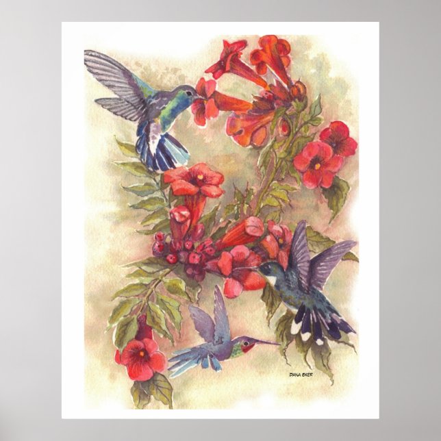 POSTER OISEAUX BLEU HUMMING AVEC VINES DE TRUMPET ORANGE (Devant)