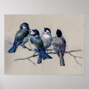Poster Oiseaux bleus et gris poussiéreux sur une aquarell