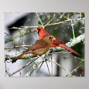 Poster Oiseaux cardinaux Photographie Décor mural Imprime