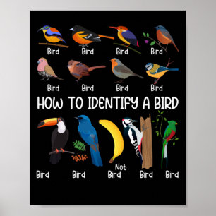 Poster Oiseaux Comment identifier un Oiseau unique