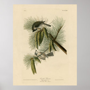 Poster Oiseaux d'Amérique à pois (touffus)