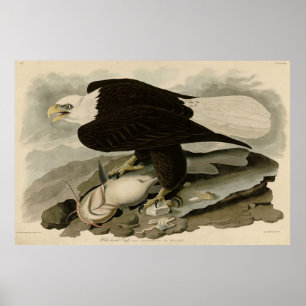 Poster Oiseaux d'Amérique à tête blanche (aigle à tête bl