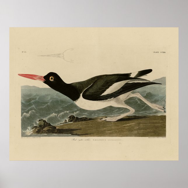 Poster Oiseaux d'Amérique d'Audubon (Devant)