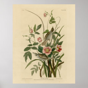 Poster Oiseaux d'Amérique d'Audubon