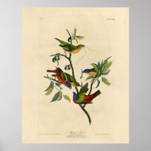 Poster Oiseaux d'Amérique d'Audubon