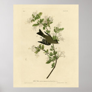 Poster Oiseaux d'Amérique d'Audubon, écorce d'écorce de b