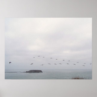 Poster Oiseaux dans l'affiche en vol