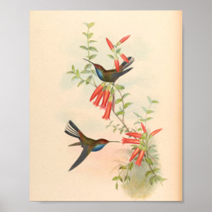 Poster Oiseaux d'art vintages Fleurs d'impression