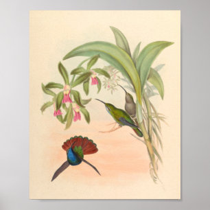 Poster Oiseaux d'art vintages Fleurs d'impression