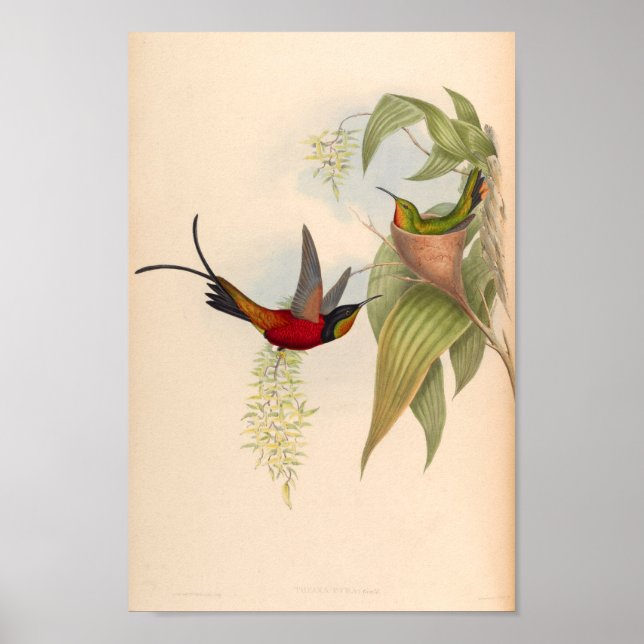 Poster Oiseaux d'art vintages Fleurs d'impression (Devant)