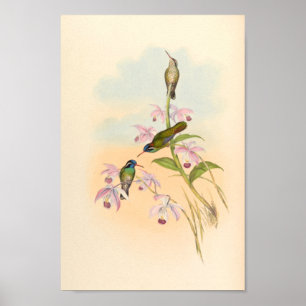 Poster Oiseaux d'art vintages Fleurs d'impression