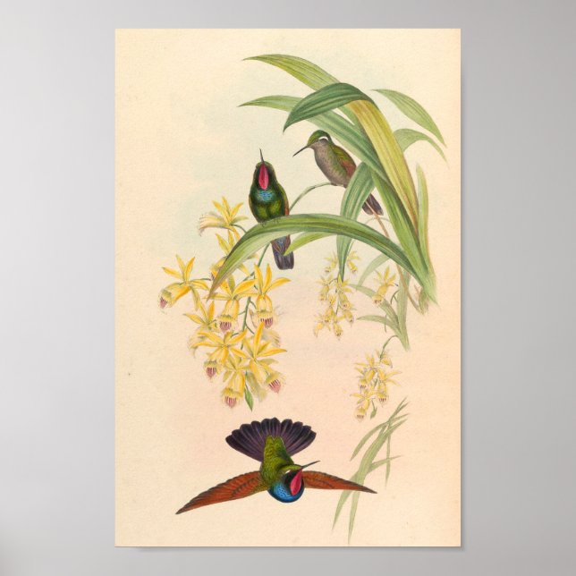 Poster Oiseaux d'art vintages Fleurs d'impression (Devant)