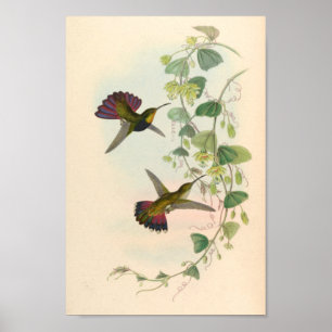 Poster Oiseaux d'art vintages Fleurs d'impression