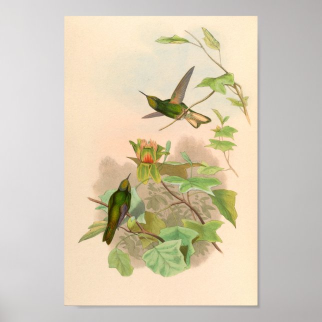 Poster Oiseaux d'art vintages Fleurs d'impression (Devant)
