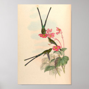 Poster Oiseaux d'art vintages Fleurs d'impression