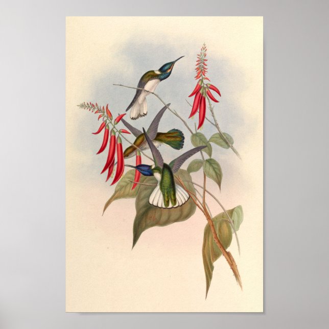 Poster Oiseaux d'art vintages Fleurs d'impression (Devant)
