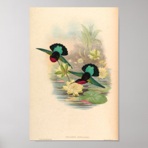 Poster Oiseaux d'art vintages Fleurs d'impression