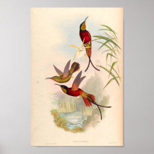 Poster Oiseaux d'art vintages Fleurs d'impression