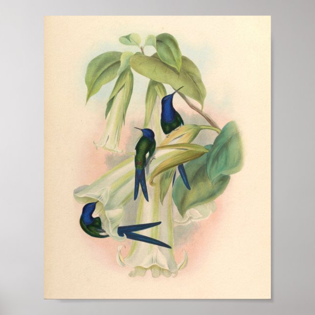 Poster Oiseaux d'art vintages Fleurs d'impression (Devant)